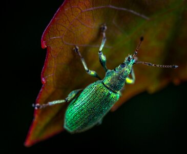 Beetle weevil coleoptera