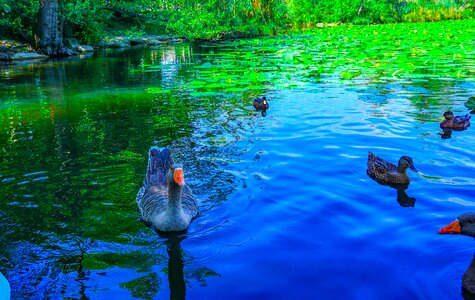 Pond waterlilies nature