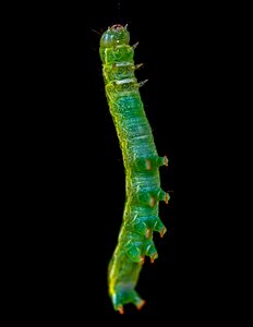 Bespozvonochnoe caterpillar larva photo
