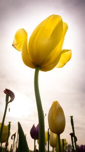 Plants petal yellow