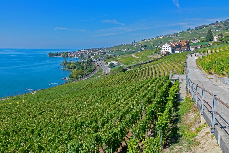 Wine red grapevine lake geneva