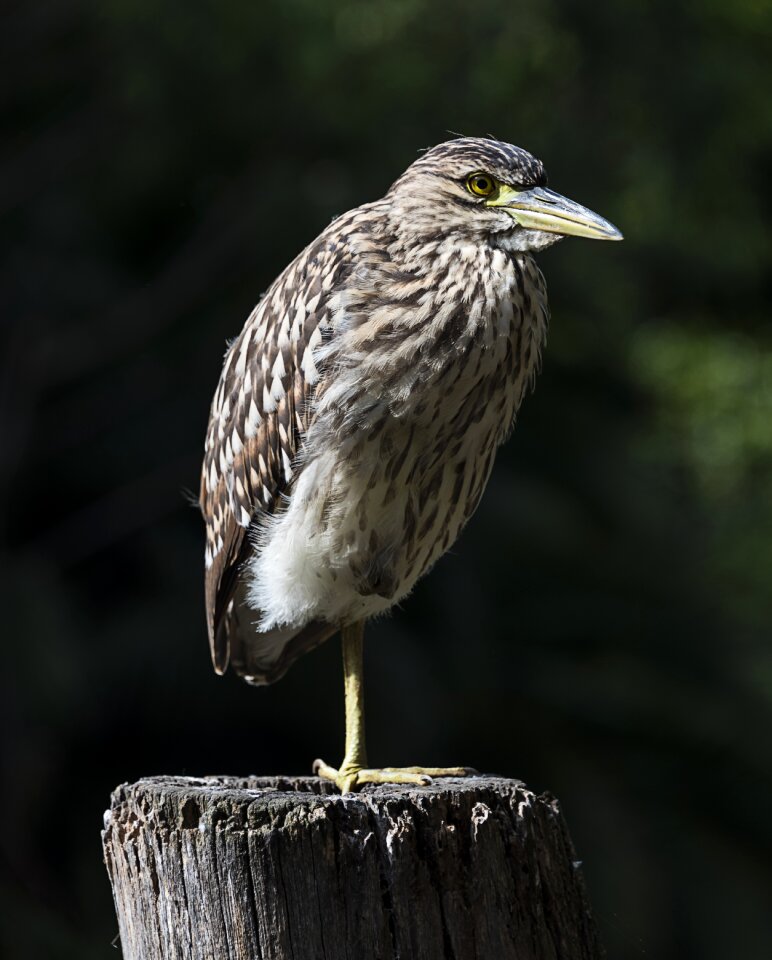Wildlife beak wild