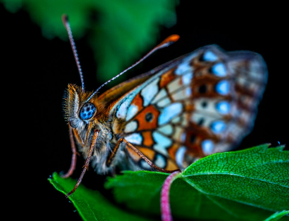 Lepidoptera butterfly the metalmark