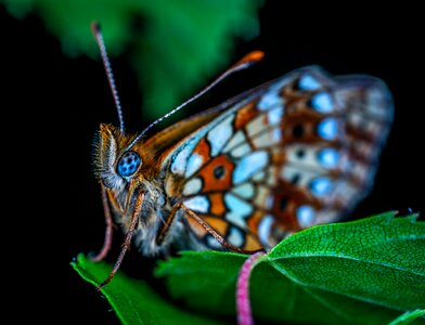Lepidoptera butterfly the metalmark photo