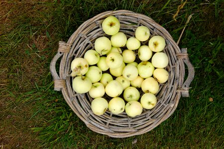 Fruit harvest apfelernte