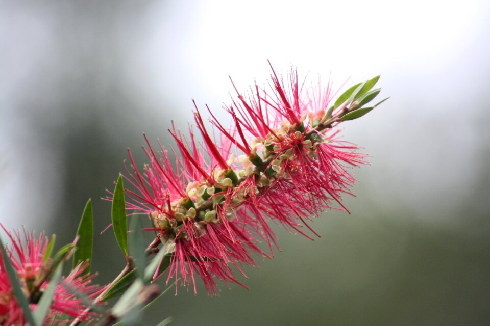 Nature blossom wild