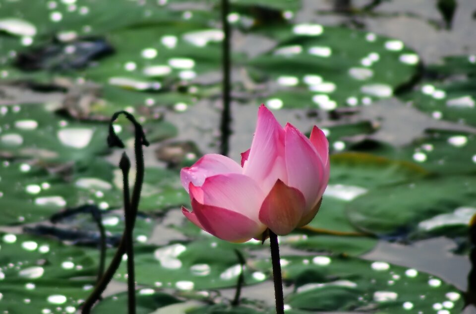 Nature blossom blooming