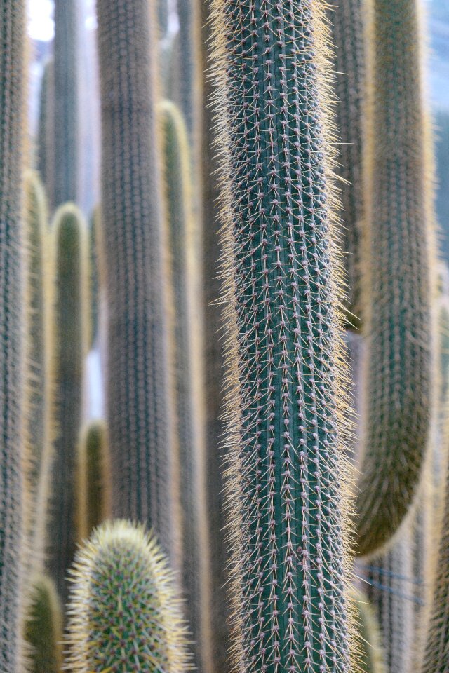 Prickly nature landscape