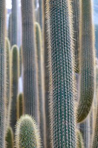 Prickly nature landscape