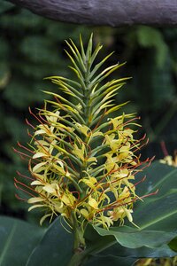 Yellow organic root photo