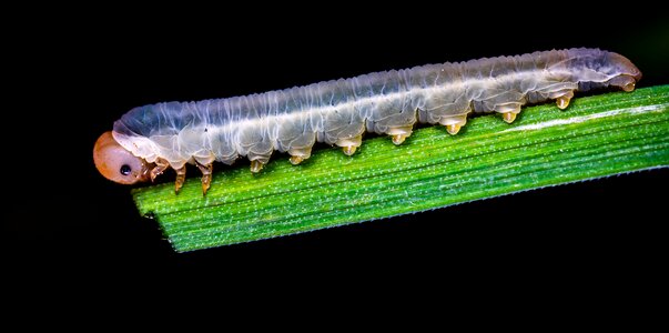 Larva the larva of a sawfly blade of grass