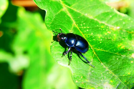 Oak leaf animals nature