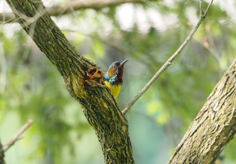 Park sunbird natural