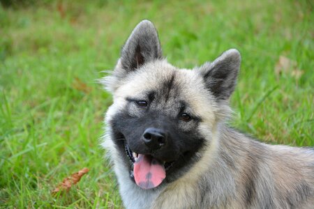 Bitch nova eurasier breed eurasier photo