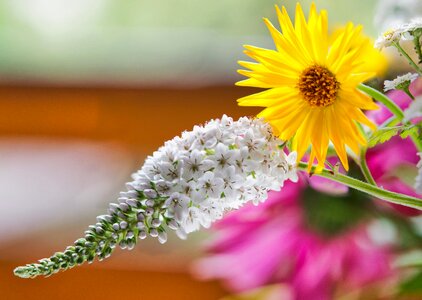 White bloom plant