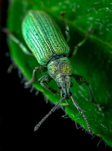 Beetle coleoptera weevil