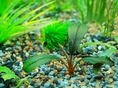 Bucephalandra aquarium plant aquarium