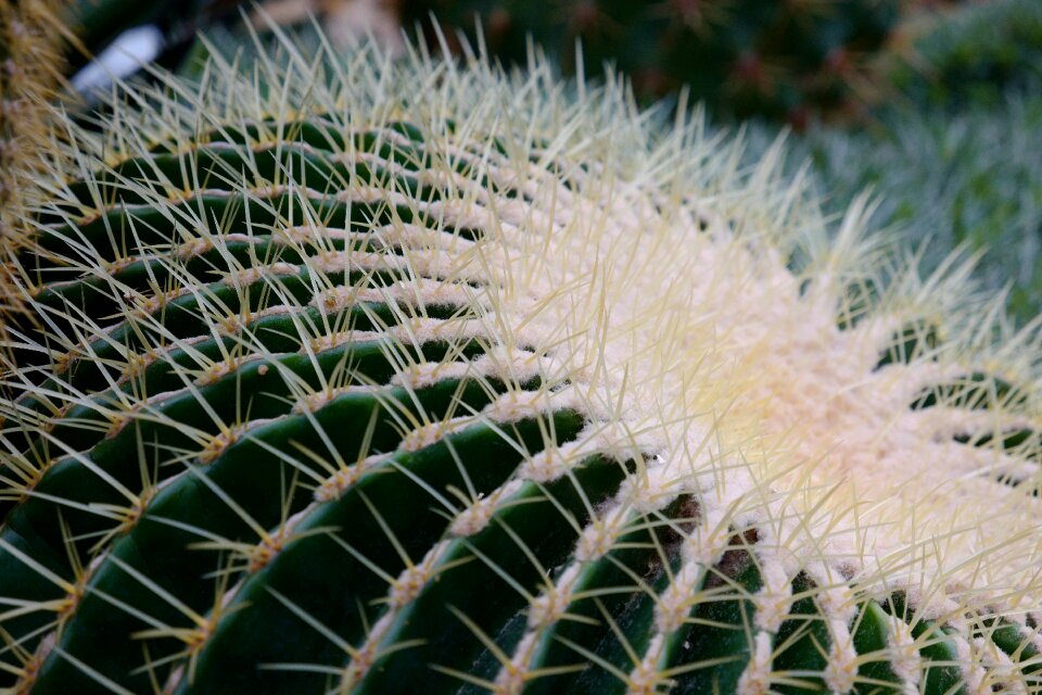 Prickly thorns spur photo