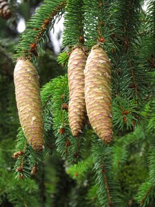 Needles nature cones