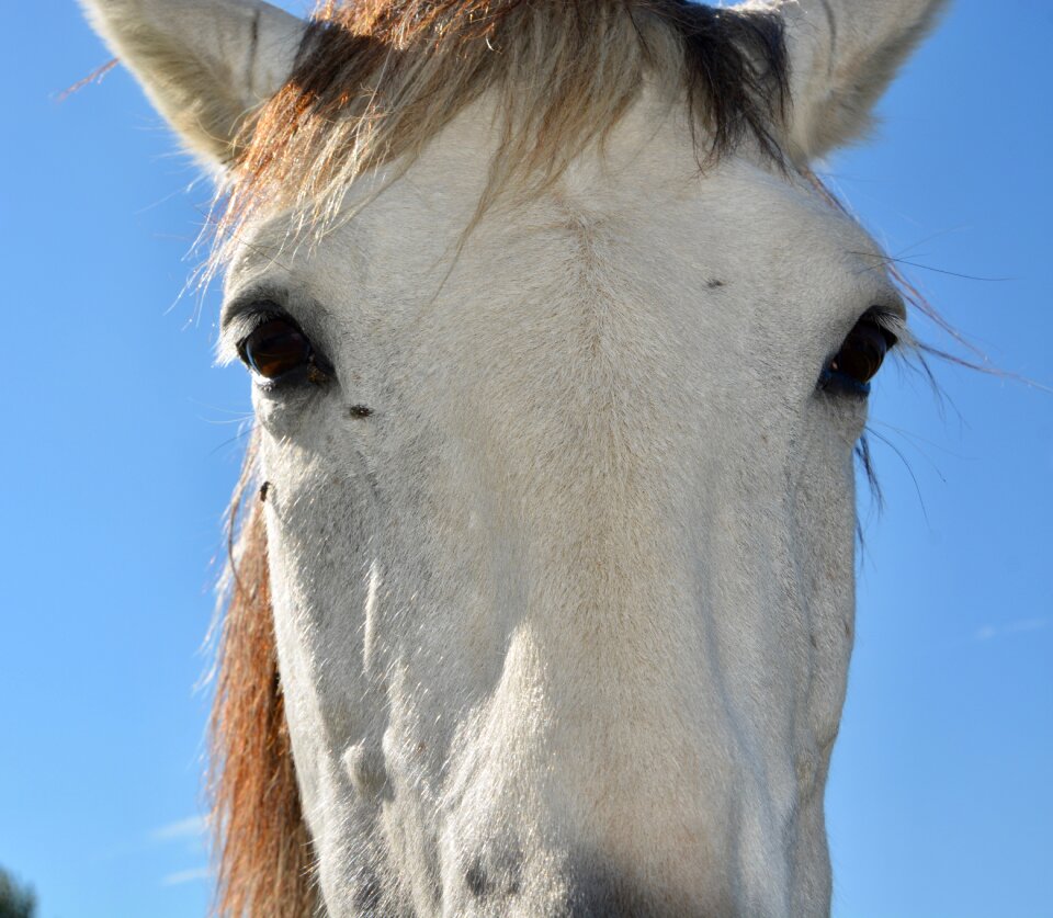 Eyes of a horse nature animal