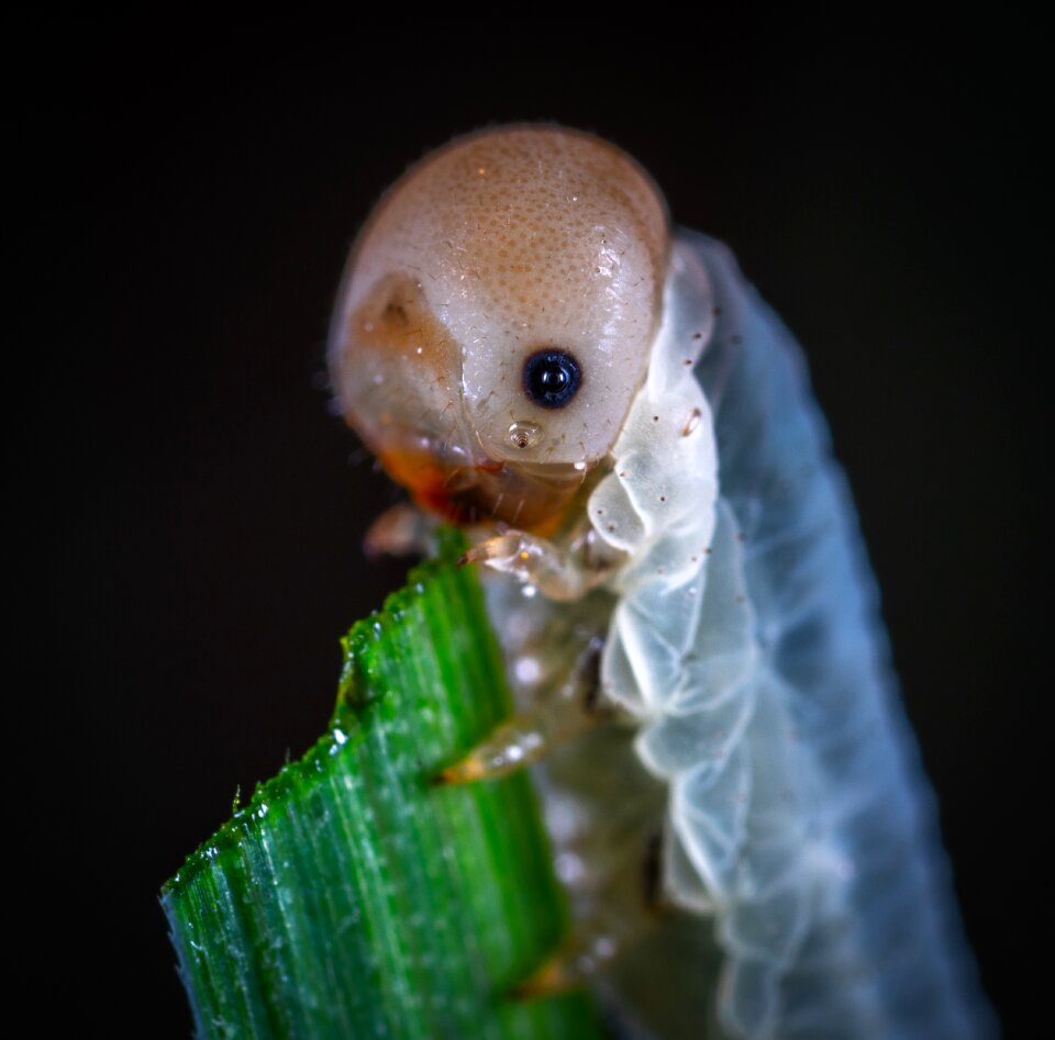 Larva the larva of a sawfly sawfly
