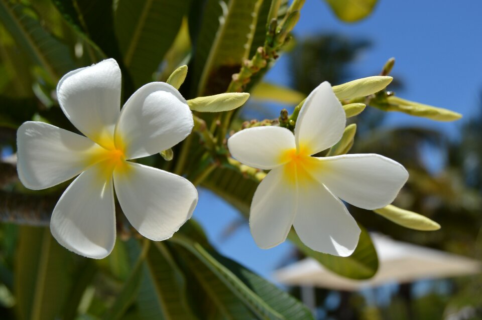 Nature flower plant