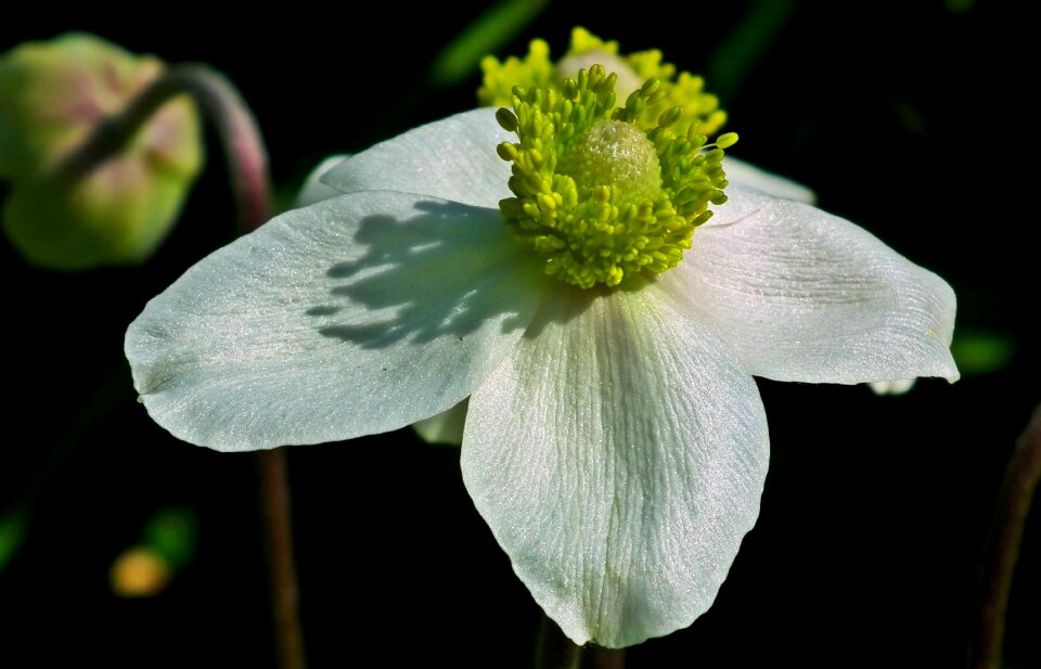 Garden nature white