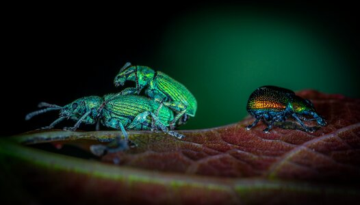 Beetles weevils coleoptera