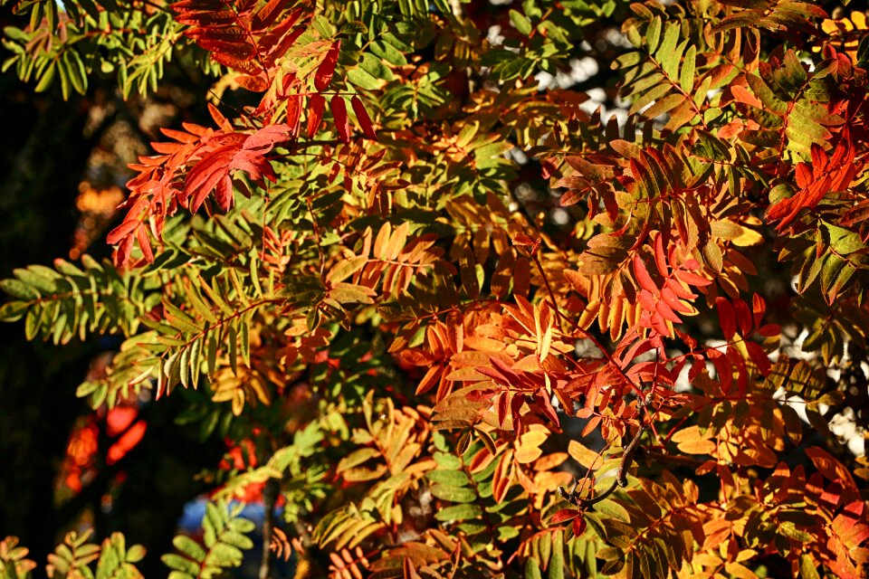 Autumn fall colorful