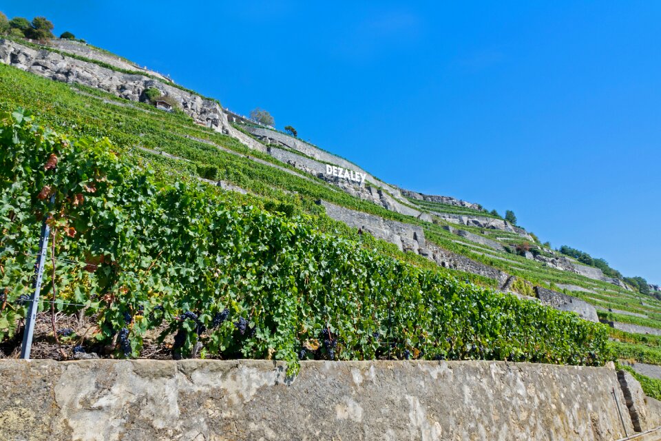 Wine red grapevine lake geneva