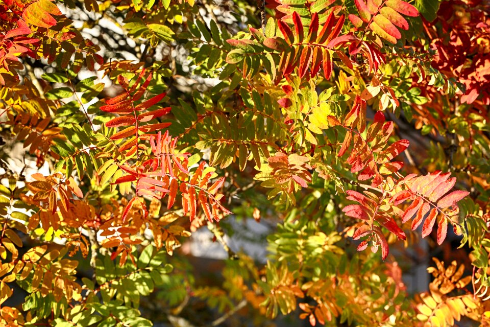 Autumn fall colorful