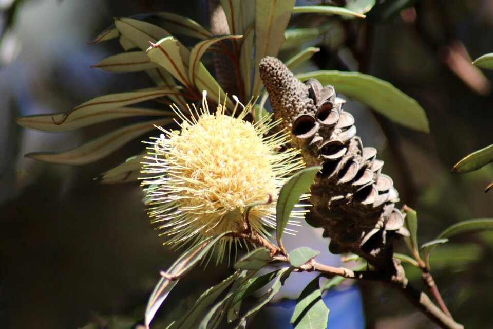 Yellow seed cone brown