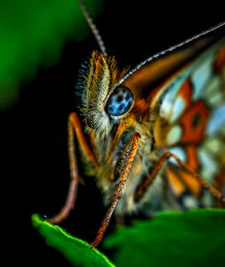 Butterfly lepidoptera the metalmark