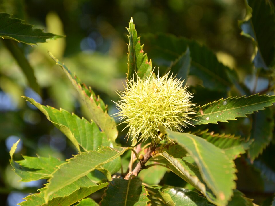 Plants tree nature
