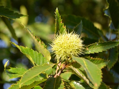 Plants tree nature