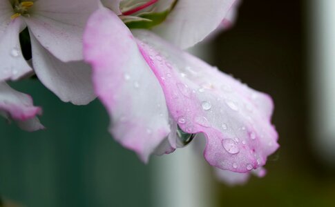 Bloom pink drip photo
