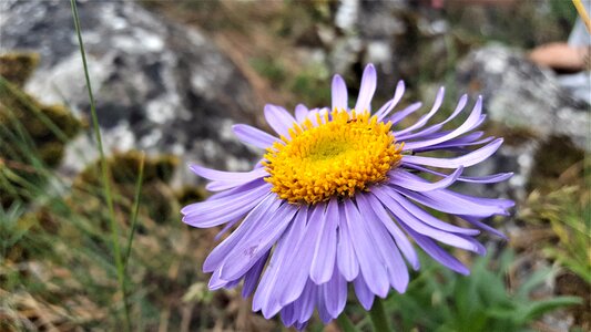 Alpínska purple flora