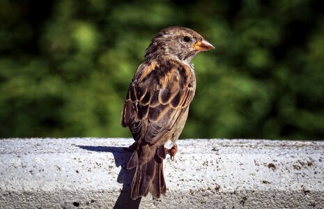 Feather plumage animal world photo