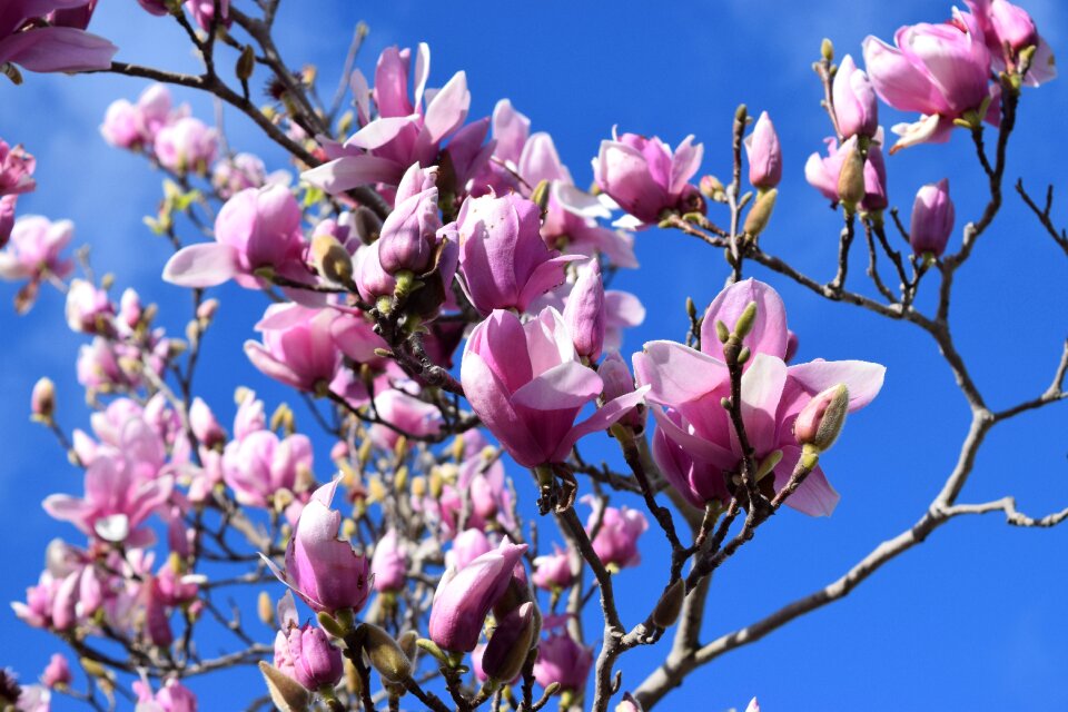 Blossom bloom nature
