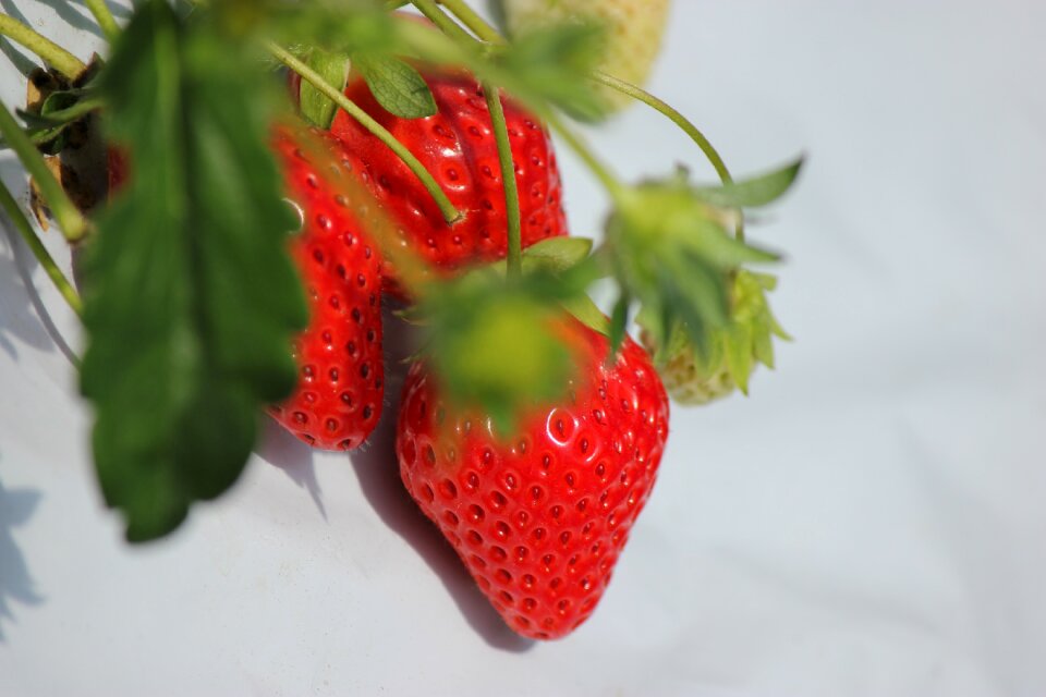 Fruit natural leaf