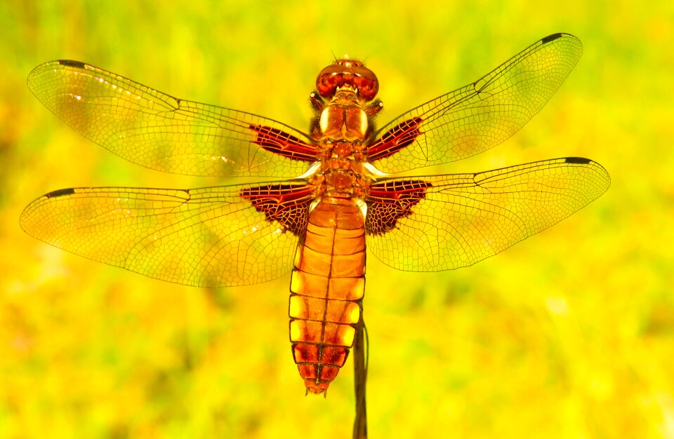 Dragonflies różnoskrzydłe animals nature