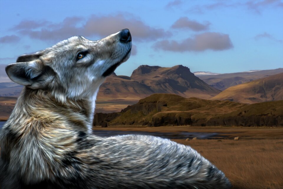 Landscape predator nature