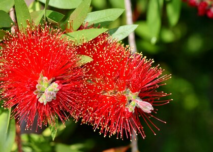 Flower plant red