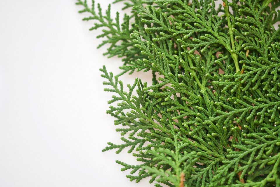 New year green background