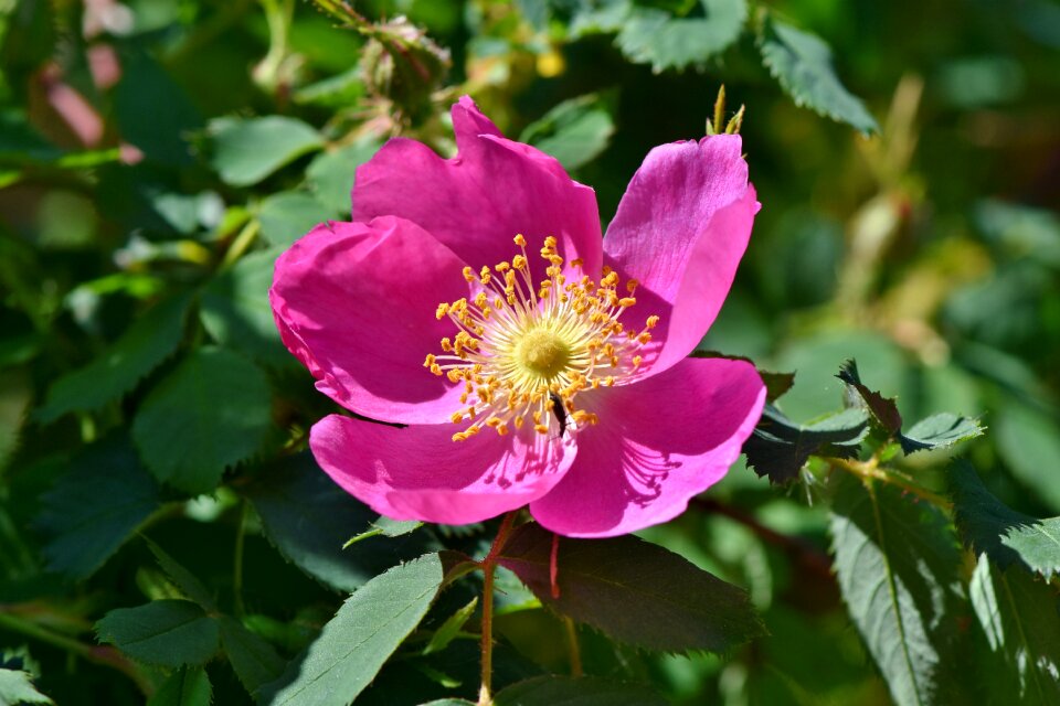 Bloom spring flower bloom