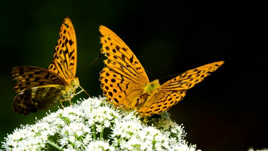 Insect wing animal