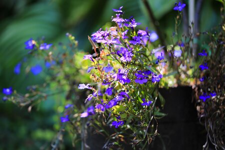 Blue purple ornamental plants photo