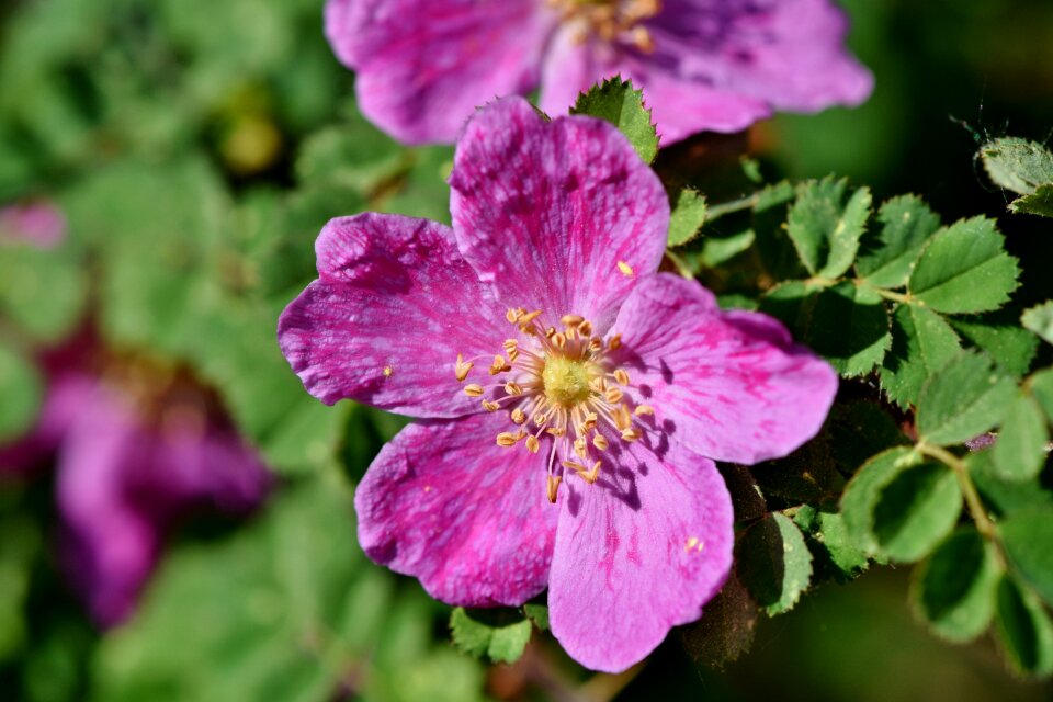 Bloom spring flower bloom