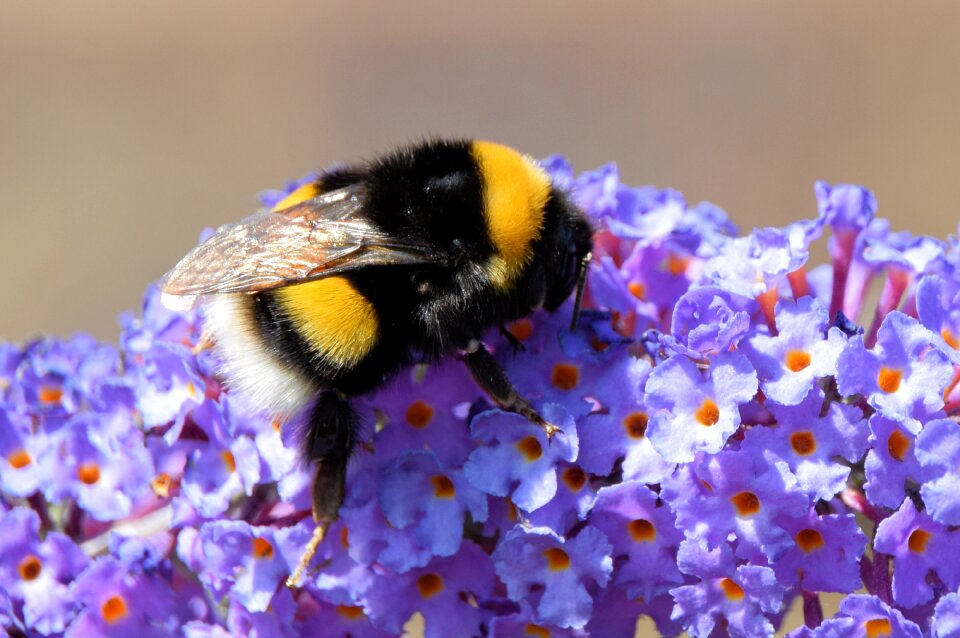 Butterfly bush purple garden