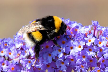 Butterfly bush purple garden